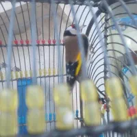 سهره نر قرص بخون