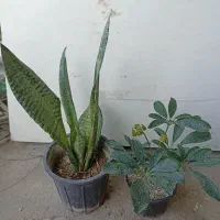 گل‌های آپارتمانی|گل و گیاه طبیعی|کنارک, |دیوار