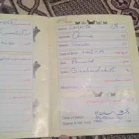 سگ خارجی|سگ|یاسوج, |دیوار