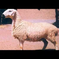 گوسفندزنده|حیوانات مزرعه|قم, امامزاده ابراهیم|دیوار
