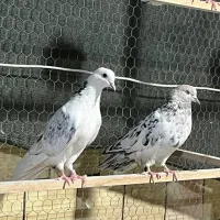 کبوتر پرشی