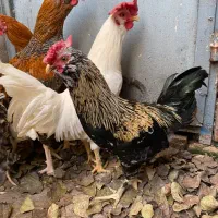 خروس دو رگ چهل تاج|حیوانات مزرعه|آمل, |دیوار