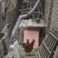 3عدد خروس|پرنده|اصفهان, شهرک کاوه|دیوار