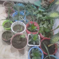 فروش گل و گلدان حراج ارزان