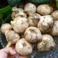 موسیر|خوردنی و آشامیدنی|بهبهان, |دیوار