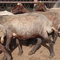 فروش میش بره دار و آبس|حیوانات مزرعه|گنبد کاووس, |دیوار