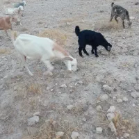 بز کهردار با کهره ماده