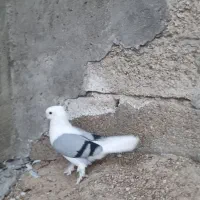 کبوتر دوکت بوشهری نر