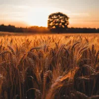 فروش زمین کشاورزی  برج علی شیر