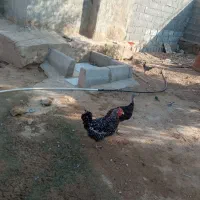 مرغ