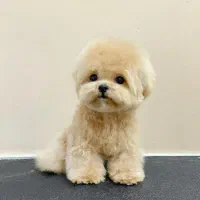 توله پودل کراس