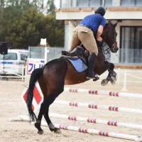 اسب پرشی لاکچری