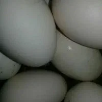 تخم غاز و قو غاز