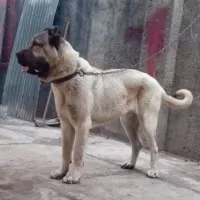 سگ سرابی