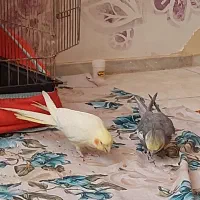 جفت عروس هلندی مولد