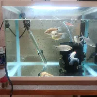 ماهی آکواریومی|ماهی|مرودشت, فاز دوم شهرک فرهنگیان|دیوار