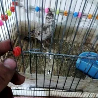 طوطی|پرنده|فولادشهر, B1|دیوار