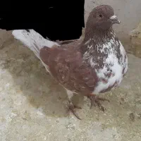 کبوتر تهرانی سوسکی سرخ ماده کفتر تهرونی