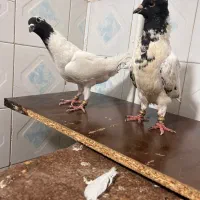 پاکستانی ابلغ کاکلی|پرنده|مشهد, آیت الله کاشانی|دیوار