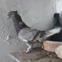 گوشی کفتر|موبایل|قم, کاسه گران|دیوار