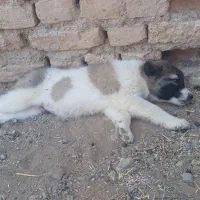 سگ‌‌ ‌خوراک خور فروش به دلیل شیر نداشتن مادر|سگ|شاهرود, |دیوار