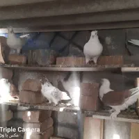 کبوتر|پرنده|زرندیه, |دیوار