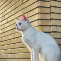 گربه ماده آناتولی