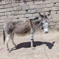 حیوان در خر
