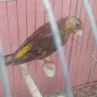 جوجه سهره قناری نر دهن لر ۳ ماهه|پرنده|فردیس, شهرک سپاه|دیوار