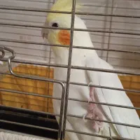 عروس هلندی لوتینو|پرنده|تهران, فلاح|دیوار