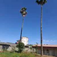 درخت پالم
