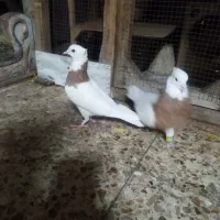 جفت طوق زرد