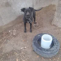 سگ کن کورسو|سگ|تربتحیدریه, رباط سفلی|دیوار