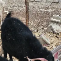 بز کورکی جوان آبست