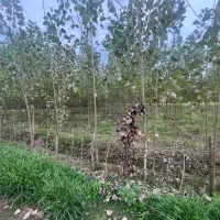 فروش زمین ۲۶۰ متری مسکونی چسبیده به شهر