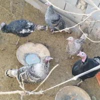 بوغلمون و اردک