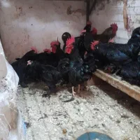 خروس سیاه مرغ چشمونظر رفع بلاارسال باقصاب رای گان