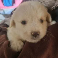 فروش 3 عدد توله سگ نژاد شیتزو|سگ|گلبهار, شهر جدید گلبهار|دیوار