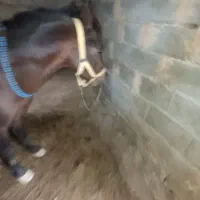 معاوضه اسب کورد با موتور