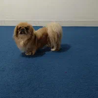 واگذاری سگ پیکنیز سوپر فلب وارداتی