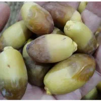 رطب استعمران