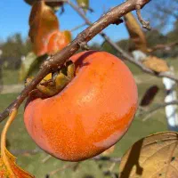 فروش ارقام اقتصادی و پرسود|خدمات باغبانی و درختکاری|اشنویه, |دیوار