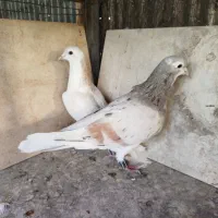 کبوتر کفتر رنگی دمسفید چادری هفترنگ طوقی|پرنده|چهاردانگه (تهران), |دیوار