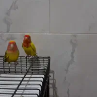 طوطی کوتوله|پرنده|قدس, شهر‌قدس|دیوار