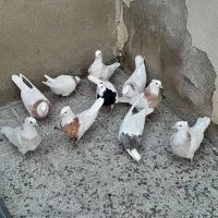 جوجه کاکولی ۵جفت