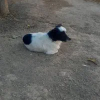 سگ پاکوتاه|سگ|سبزوار, قصبه شرقی|دیوار