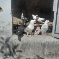 یک لونه کبوتر قدیم   به فروش میرسد
