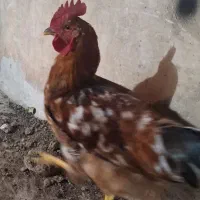 خروس