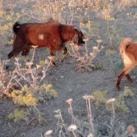 چپش نر|حیوانات مزرعه|دورود, |دیوار
