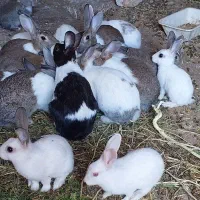 خرگوش حیوان|موش و خرگوش|دیواندره, |دیوار